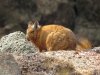 La vizcacha de Wolffsohn enfrenta un creciente riesgo de desaparecer en la Patagonia
