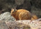 La vizcacha de Wolffsohn enfrenta un creciente riesgo de desaparecer en la Patagonia