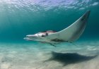 Avistan una enorme mantarraya oceánica cerca de la costa de Nueva York