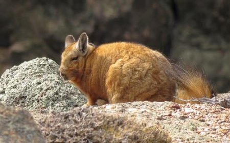 La vizcacha de Wolffsohn enfrenta un creciente riesgo de desaparecer en la Patagonia