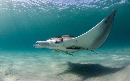 Avistan una enorme mantarraya oceánica cerca de la costa de Nueva York