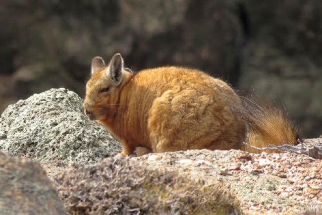 La vizcacha de Wolffsohn enfrenta un creciente riesgo de desaparecer en la Patagonia