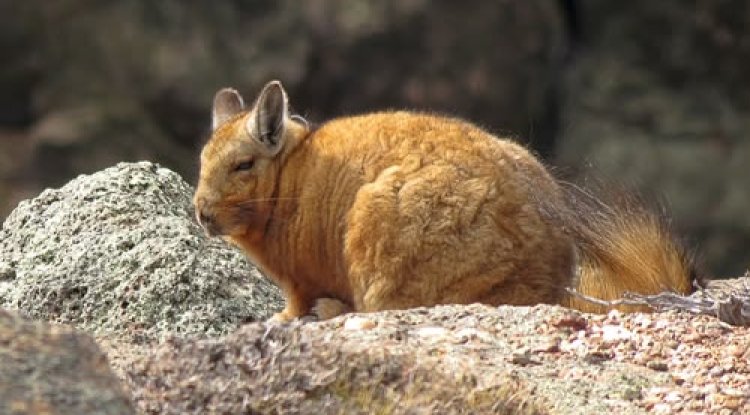 La vizcacha de Wolffsohn enfrenta un creciente riesgo de desaparecer en la Patagonia