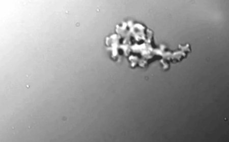 Descubren una ameba capaz de reproducirse a 63 °C, un récord para los eucariotas