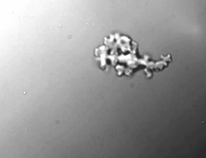 Descubren una ameba capaz de reproducirse a 63 °C, un récord para los eucariotas