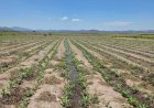 OMM advierte que El Niño podría estar entre los más intensos desde 1950