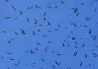 Avistamiento de azacuanes en El Salvador anuncia la transición hacia la época seca
