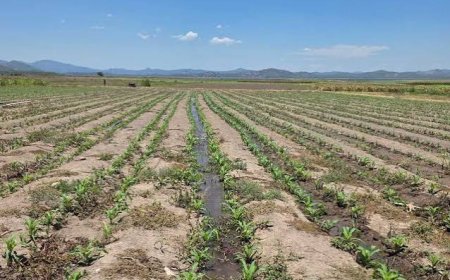 OMM advierte que El Niño podría estar entre los más intensos desde 1950