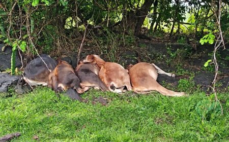 Rayo mata a varios terneros durante tormenta en Metapán
