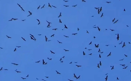 Avistamiento de azacuanes en El Salvador anuncia la transición hacia la época seca