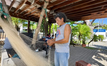 Veda de camarón reduce ingresos de pescadores y comerciantes buscan alternativas