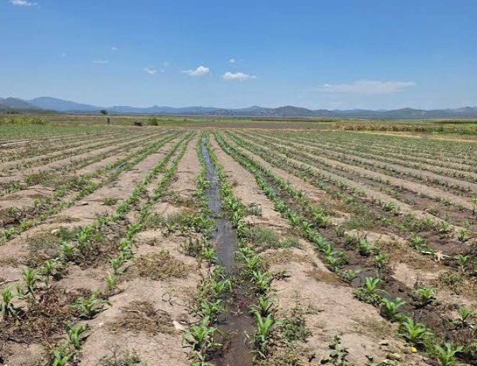 OMM advierte que El Niño podría estar entre los más intensos desde 1950