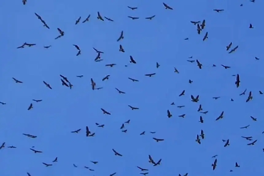 Avistamiento de azacuanes en El Salvador anuncia la transición hacia la época seca